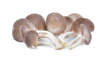 Indian Oyster, Phoenix Mushroom On White Background