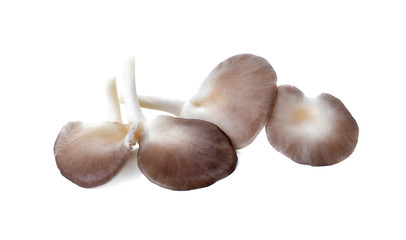 Indian Oyster, Phoenix Mushroom On White Background