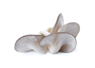 Fototapeta na wymiar Indian Oyster, Phoenix Mushroom On White Background