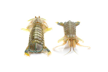 Fresh mantis shrimp on a white background, closeup of photo