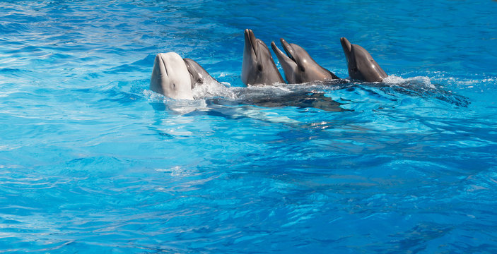 Dolphins dancing Lambada
