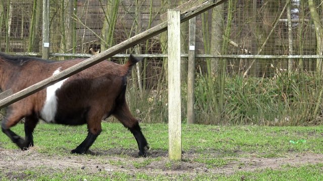 Ziege und Ziegenkind laufen &uuml;ber die Wiese