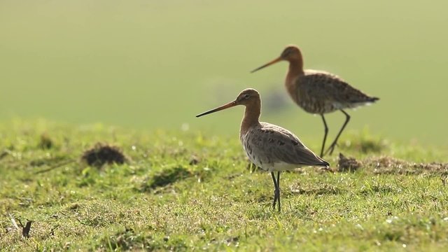 Two Godwits walking grassland