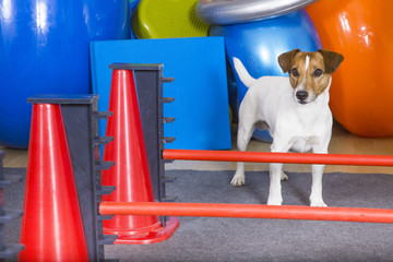 Hund Ausbildung
