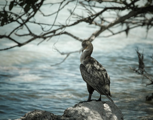 Cormorant (phalacrocorax) on a rock by the sea. Toned