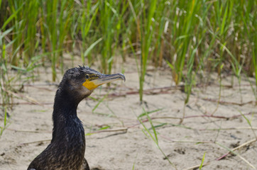 Close-up to Great black cormorant sitting on the sand