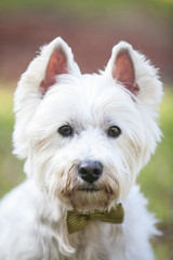 Hermoso terrier blanco de las tierras altas del oeste con un corbatín mirando directamente a la cámara