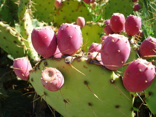 The fruit of a cactus