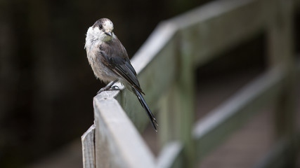 Grey Jay perched on deck rail