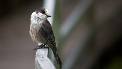 Grey Jay perched on deck rail