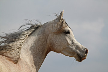 Fototapeta premium Portrait d'un cheval pur sang arabe