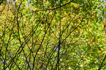 Fototapeta premium trees crown