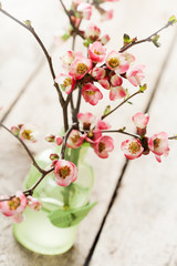 Spring flowers: branches of japanese quince in vase