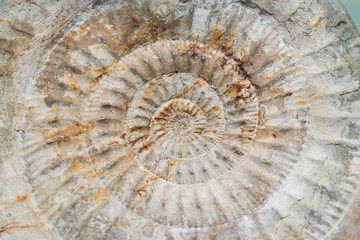 Fossil on white background with clipping mark