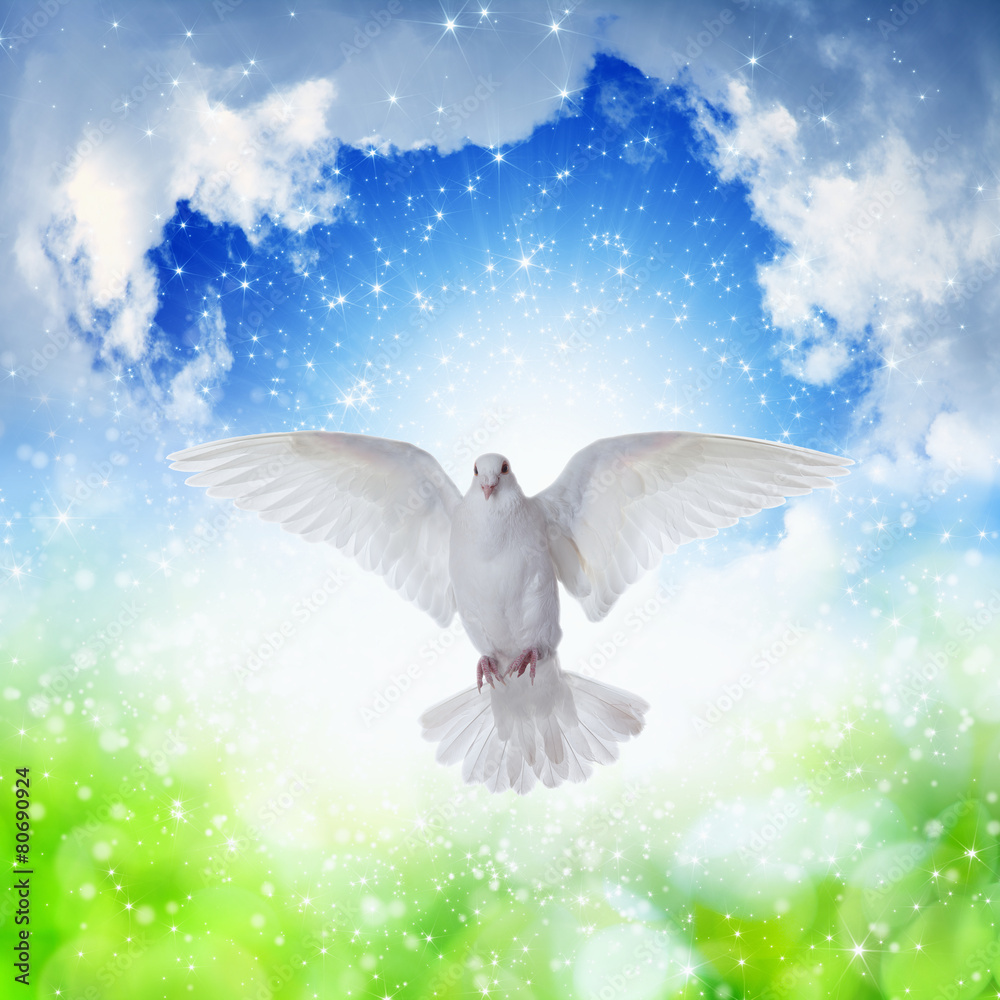 Canvas Prints white dove flies in skies