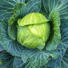 Obraz premium Close-up of green cabbage