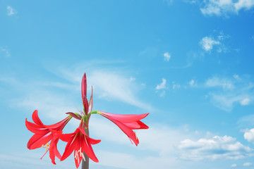 red lily and blue sky