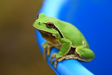 Green Tree Frog