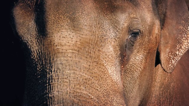Elephant Face Closeup