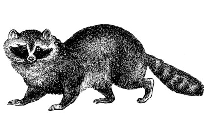 Vintage Illustration animal raccoon © unorobus