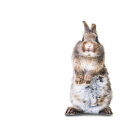 Obraz premium guck guck Osterhase Karte