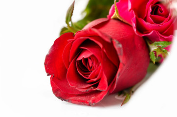 Fototapeta premium red roses