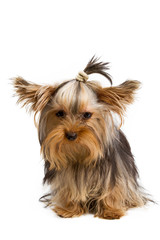 Yorkshire terrier