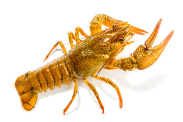Crayfish isolated