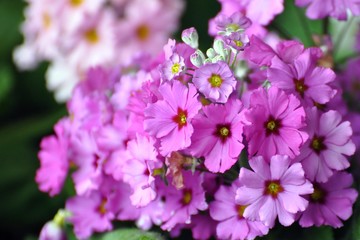 Primeln in pink