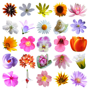 colorful flowers collection