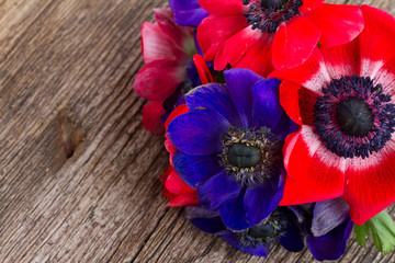 blue and red anemone flowers