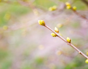 Lilac leaves buds