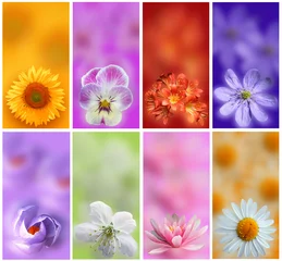 Photo sur Aluminium Pansies set of banners with flowers