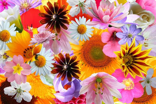 Fototapeta bright color flowers background