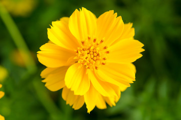 Yellow flowers