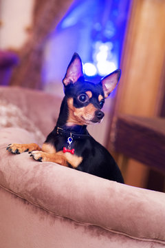 Prazsky (Prague) krysarik little dog in club