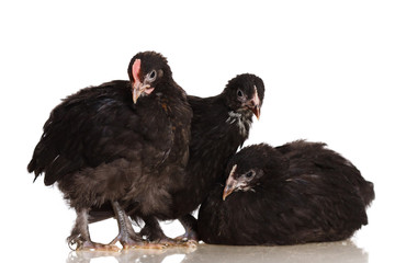 Chickens Maran