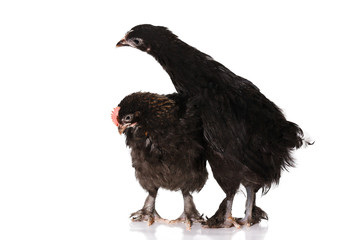 Chickens Maran
