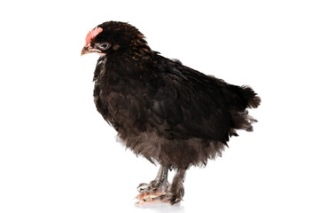 The Marans chicken