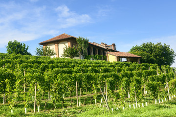 Summer landscape in Monferrato (Italy)