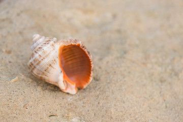 Fototapeta na wymiar Shell on the beach - copy space
