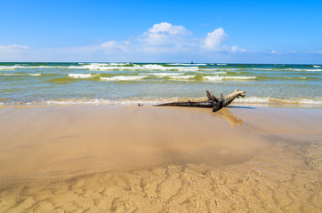 Wood trunk on Baltic Sea beach near Leba, Poland