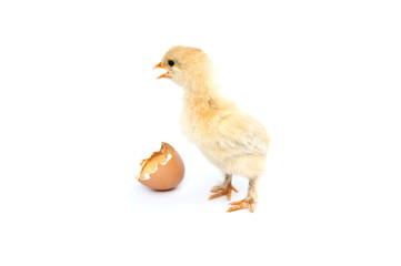 beautiful little chicken, egg and eggshell isolated on the white