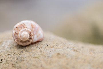 Shell on the beach - copy space