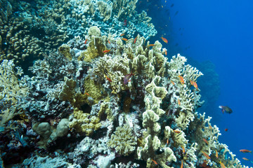 Fototapeta na wymiar coral reef with hard corals in tropical sea , underwater