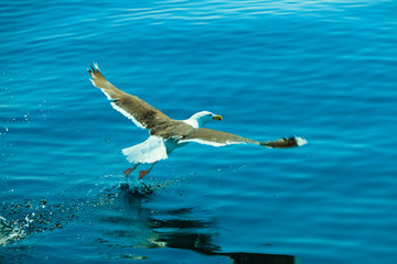 seagul seaside bird flying above blue sky
