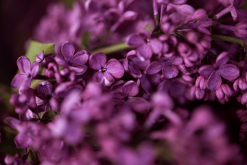 a bouquet of lilac , lilac flowers on wooden bacground - May