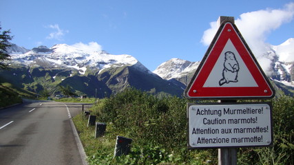 caution marmots