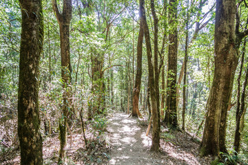 Forest footpath in Kew Mae Pan Nature Trail Chiang mai, Thailand