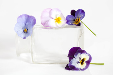 Studio Shot of Blue Colored Pansy Flower in the phial